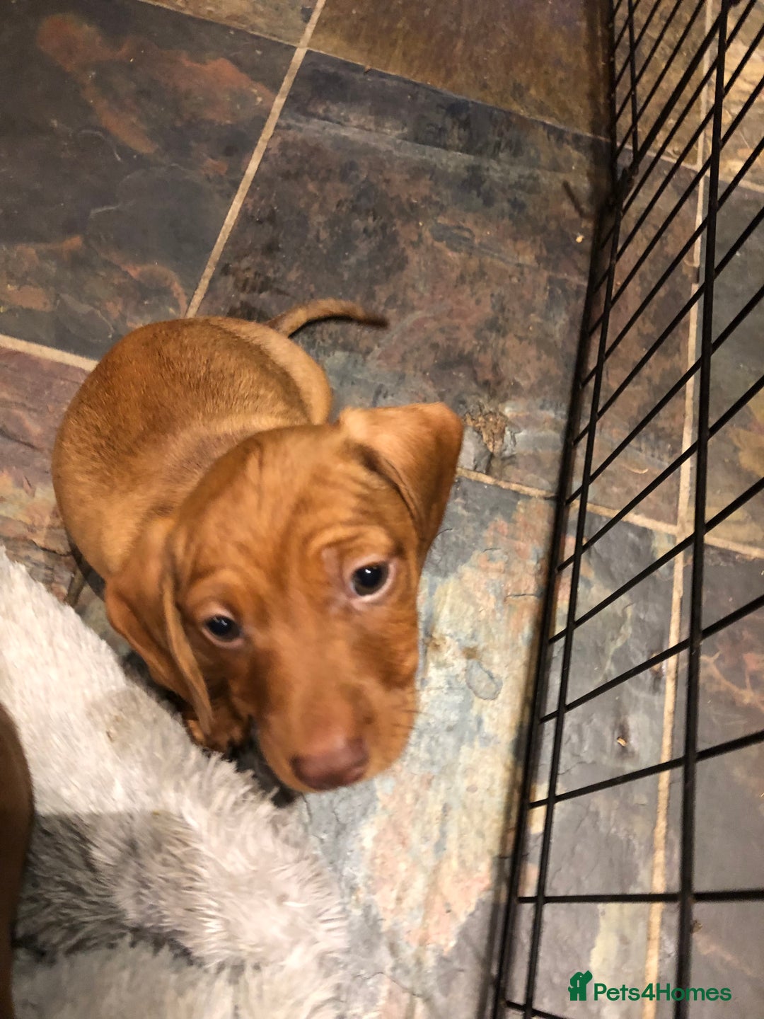 Miniature Dachshund dogs for sale: Smooth Miniature Daschund puppies  - Advert 30