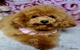 Pomapoo dogs for sale: Pompoo puppies  - Image 5