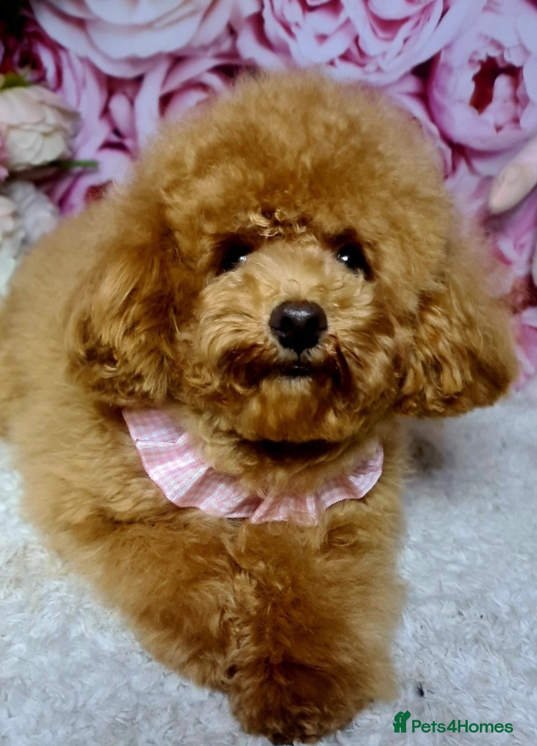 Pomapoo dogs for sale: Pompoo puppies  - Image 5