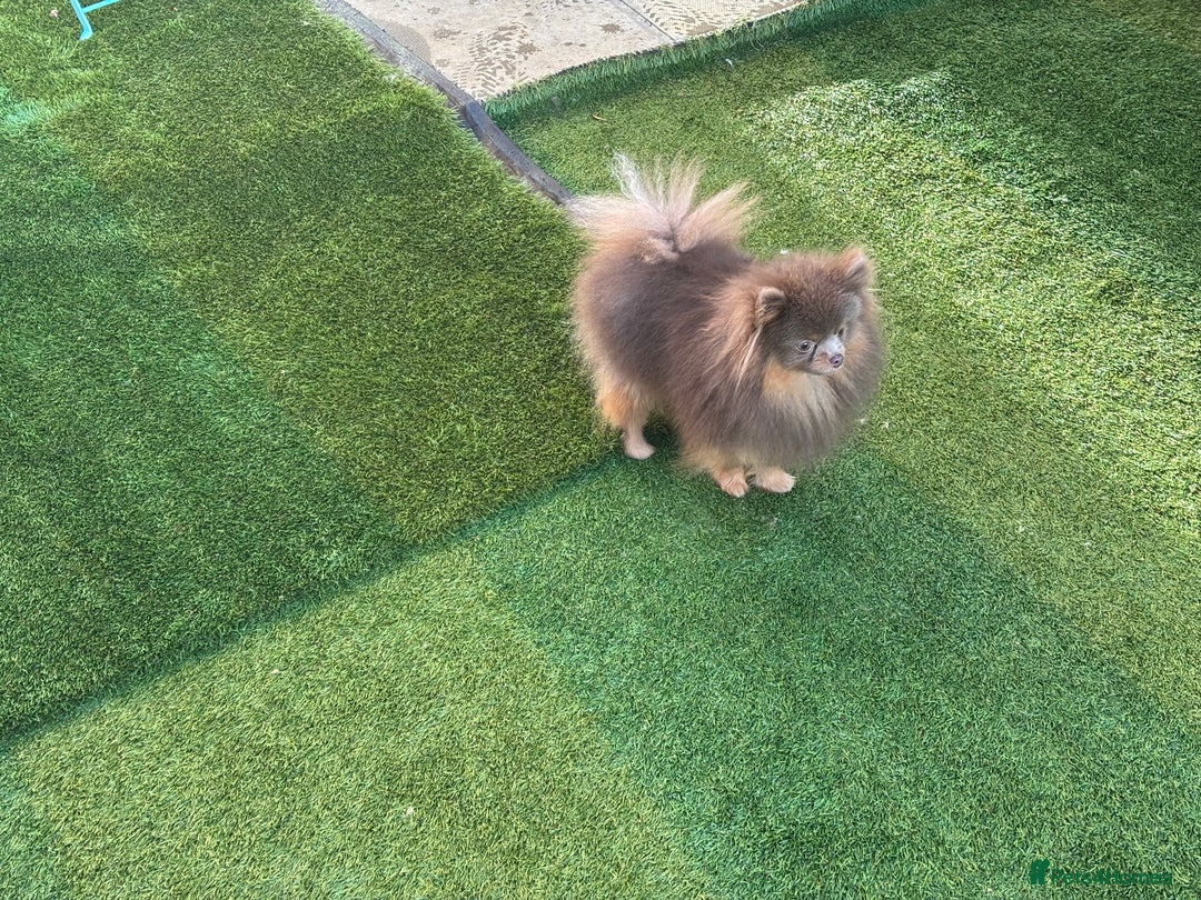 Pomeranian dogs for stud: 1.6kgPuppysize teddybear lilac and tan Pomeranian  - Advert 5