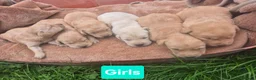 Labrador Retriever dogs for sale: 🐾 Labrador Puppies – Fox Red & Golden 🐾 - Advert 7