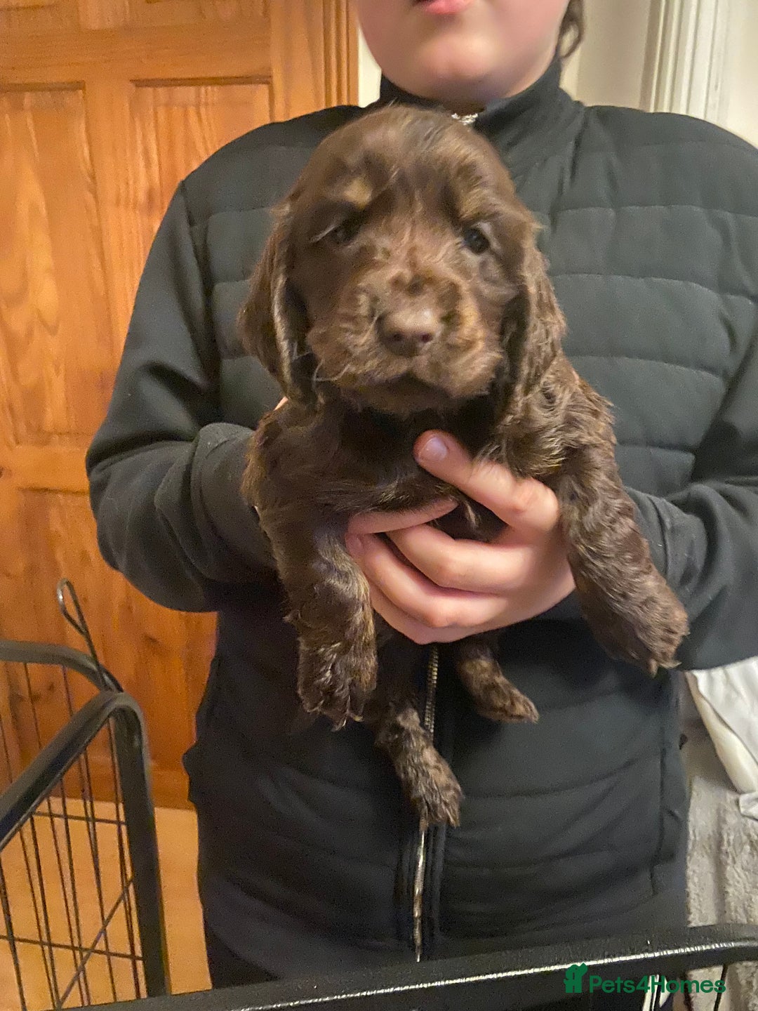 Cocker Spaniel dogs for sale: KC Registered Show Type Cocker Spaniels - Advert 10