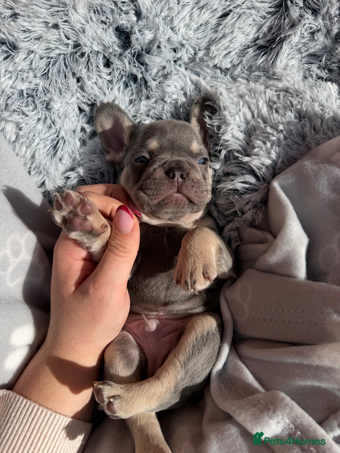 French Bulldog dogs for sale: 7 BEAUTIFUL FRENCHIE PUPPIES FOR SALE 🐾🐶  - Image 20