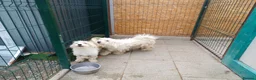 Mixed Breed dogs for adoption: 🐾❤️MAVERICK - A little boy for a Loving Home ❤️🏡 - Advert 3