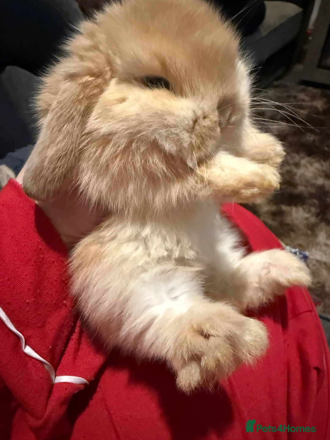 Mini Lop rabbits for sale: Gorgeous Mini Lops  - Advert 7