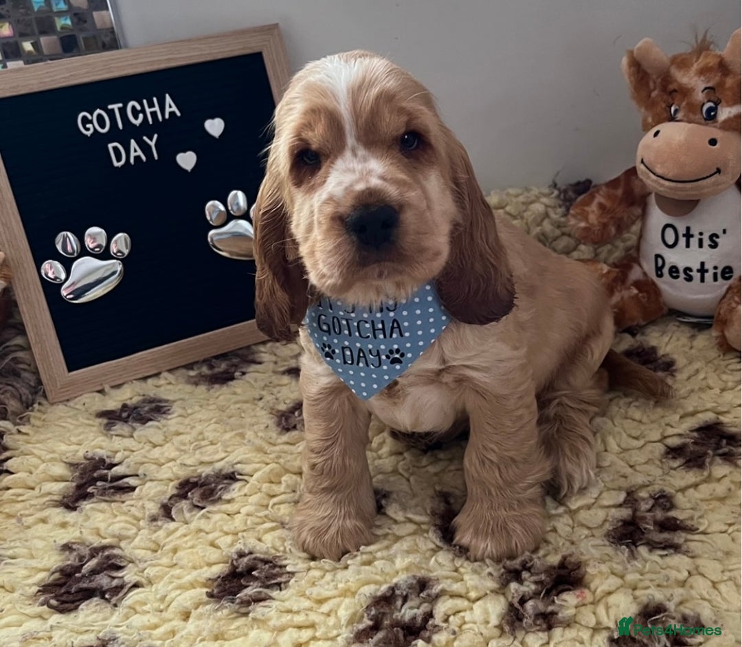 Cocker Spaniel dogs for sale: Golden show type cocker spaniel one boy available  - Advert 4