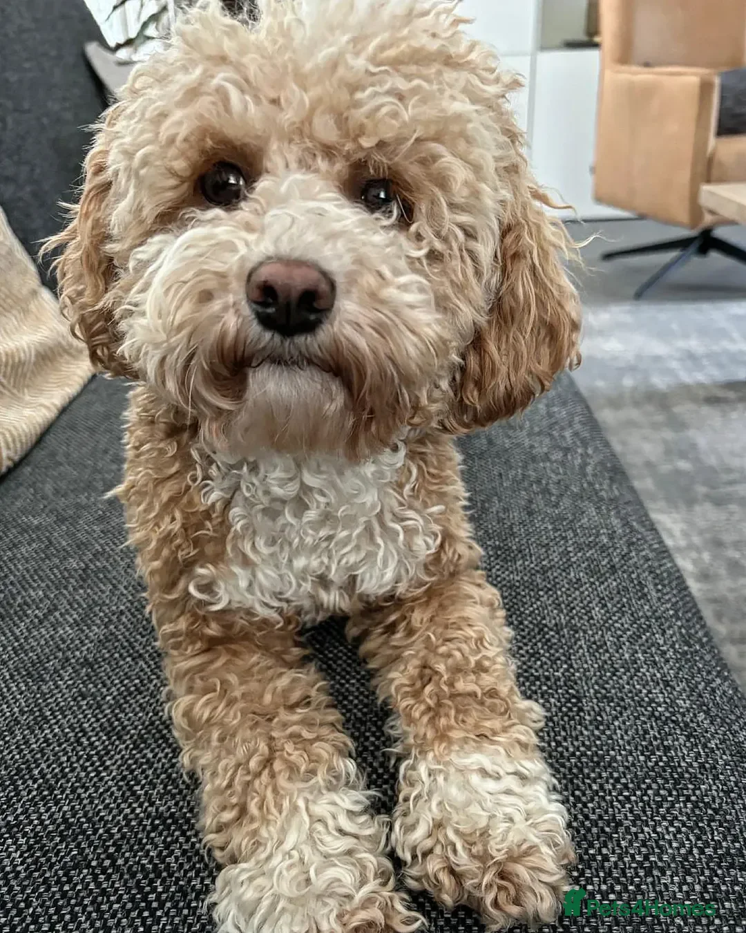 Havapoo dogs for sale: Beautiful Havapoo Puppy For rehome in Stockport - Advert 1