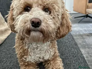 Havapoo dogs Beautiful Havapoo Puppy For rehome - Advert 3