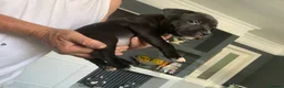 Staffordshire Bull Terrier dogs for sale: Beautiful kc reg Staffordshire bull terriers  - Advert 10