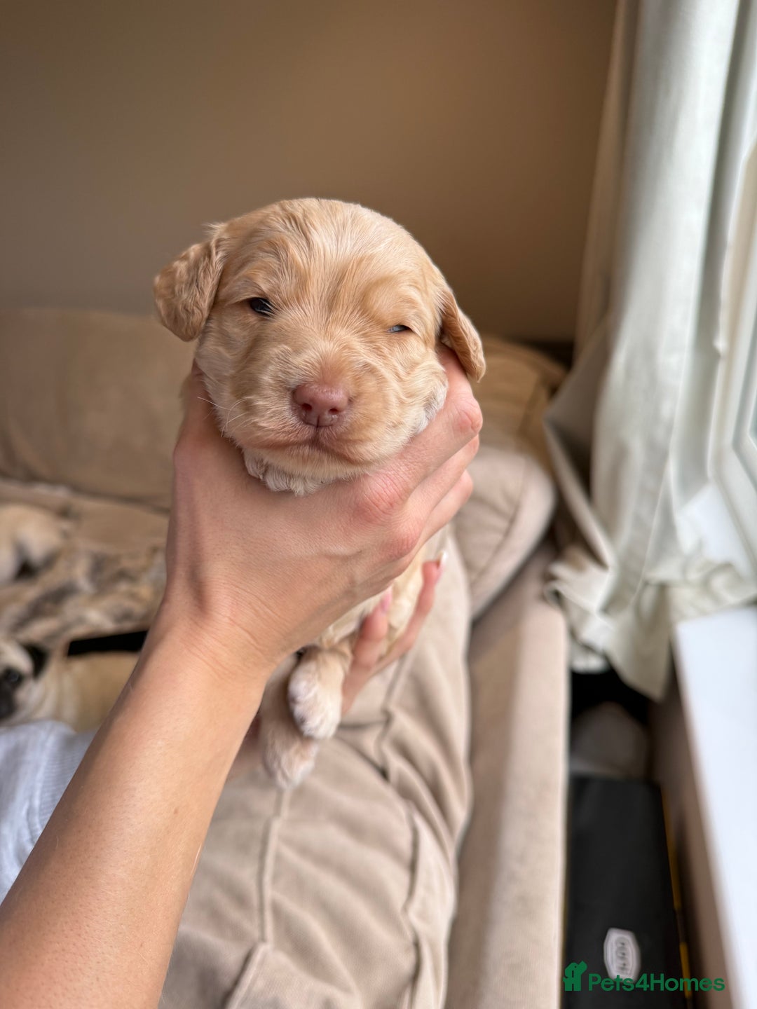 Cockapoo dogs for sale: Merle F1B Cockapoo Puppies - Image 17