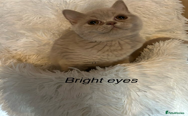 British Shorthair cats - Advert 1