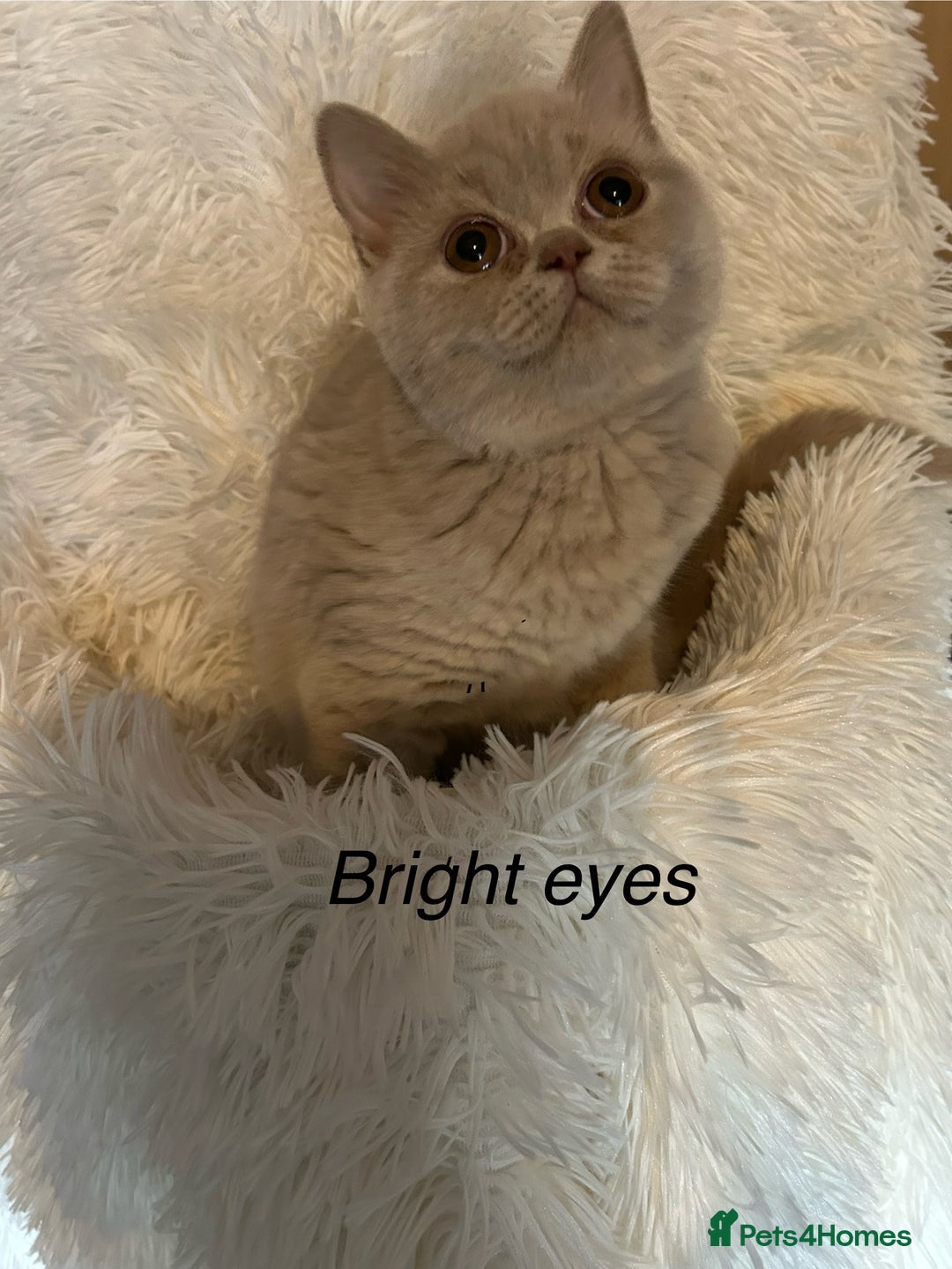 British Shorthair cats for sale: Beautiful lilac BSH Kittens awaiting homes - Image 1
