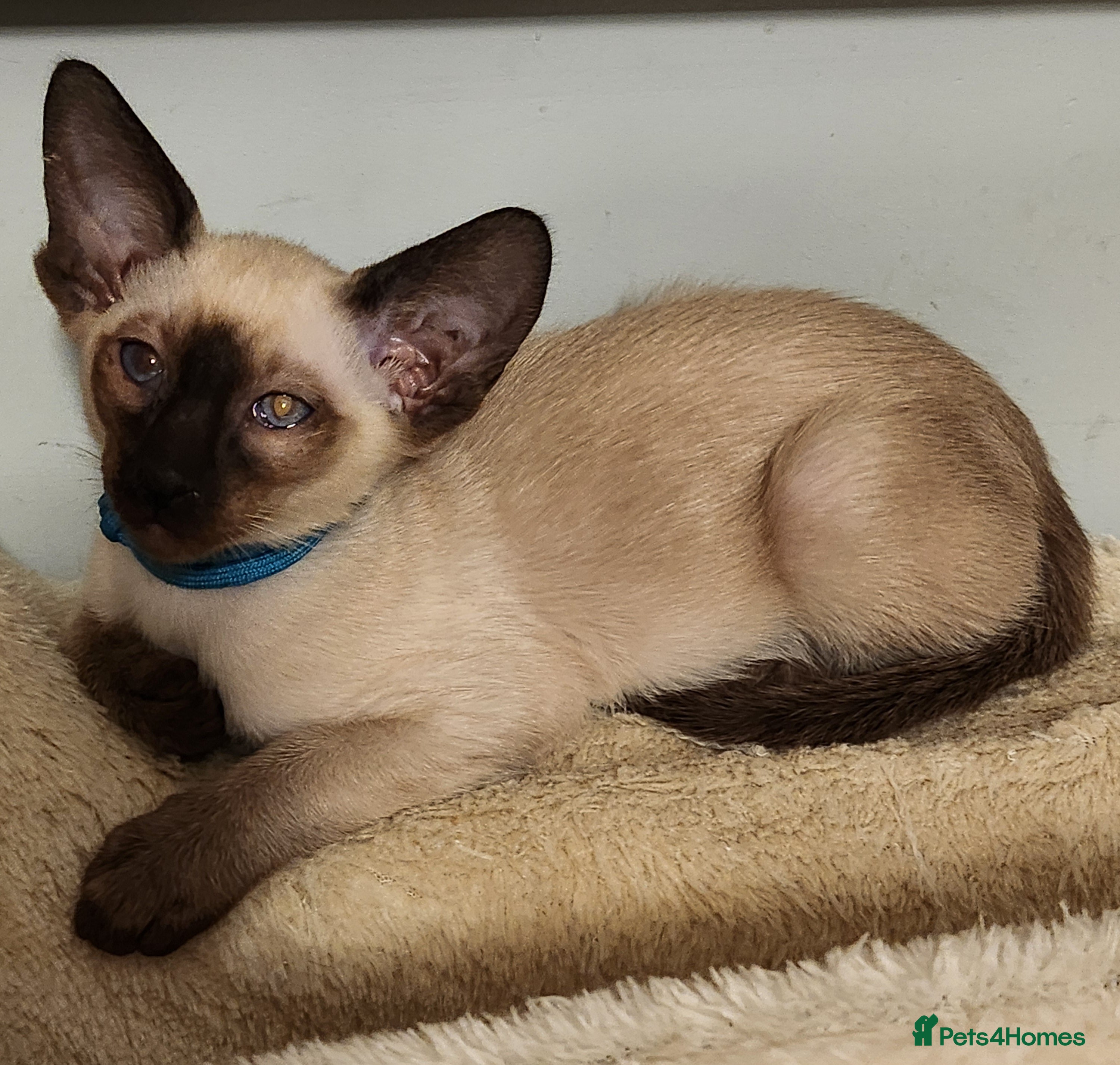 Siamese cats Adorable siamese kittens ready now - Advert 16