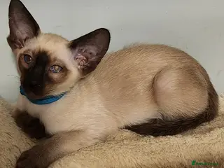 Siamese cats Adorable siamese kittens ready now - Advert 16