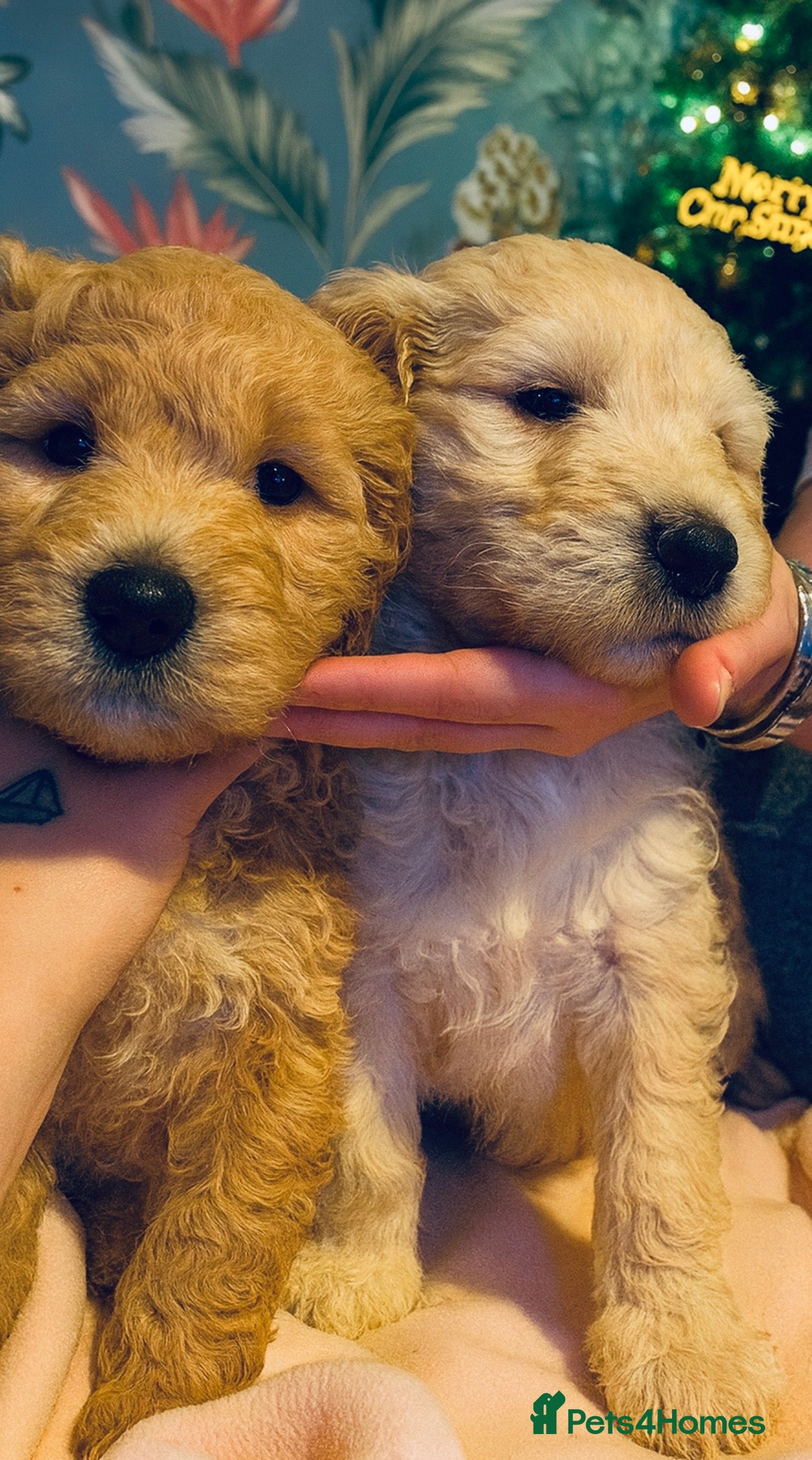 Goldendoodle dogs **2 little girls left** F2 Goldendoodle Puppies  - Advert 1