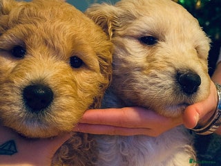 Goldendoodle dogs Beautiful F2 Goldendoodle Puppies ready 19th Dec - Advert 3