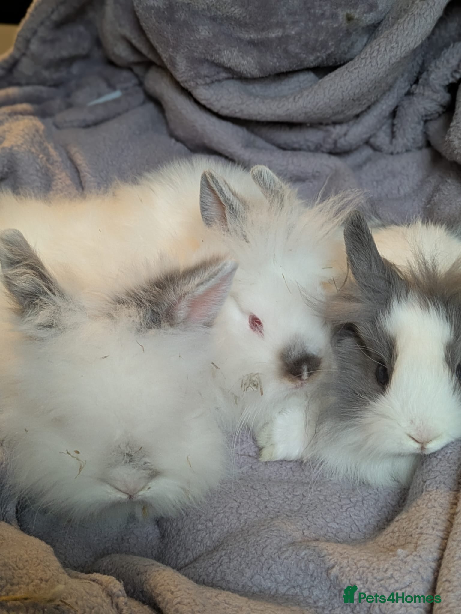 Lionhead rabbits Baby double main lionhead bunnies for sale  - Advert 9