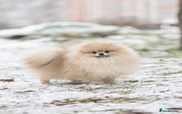 Pomeranian dogs for sale: XS Kc reg quality Pomeranian puppies  - Image 17
