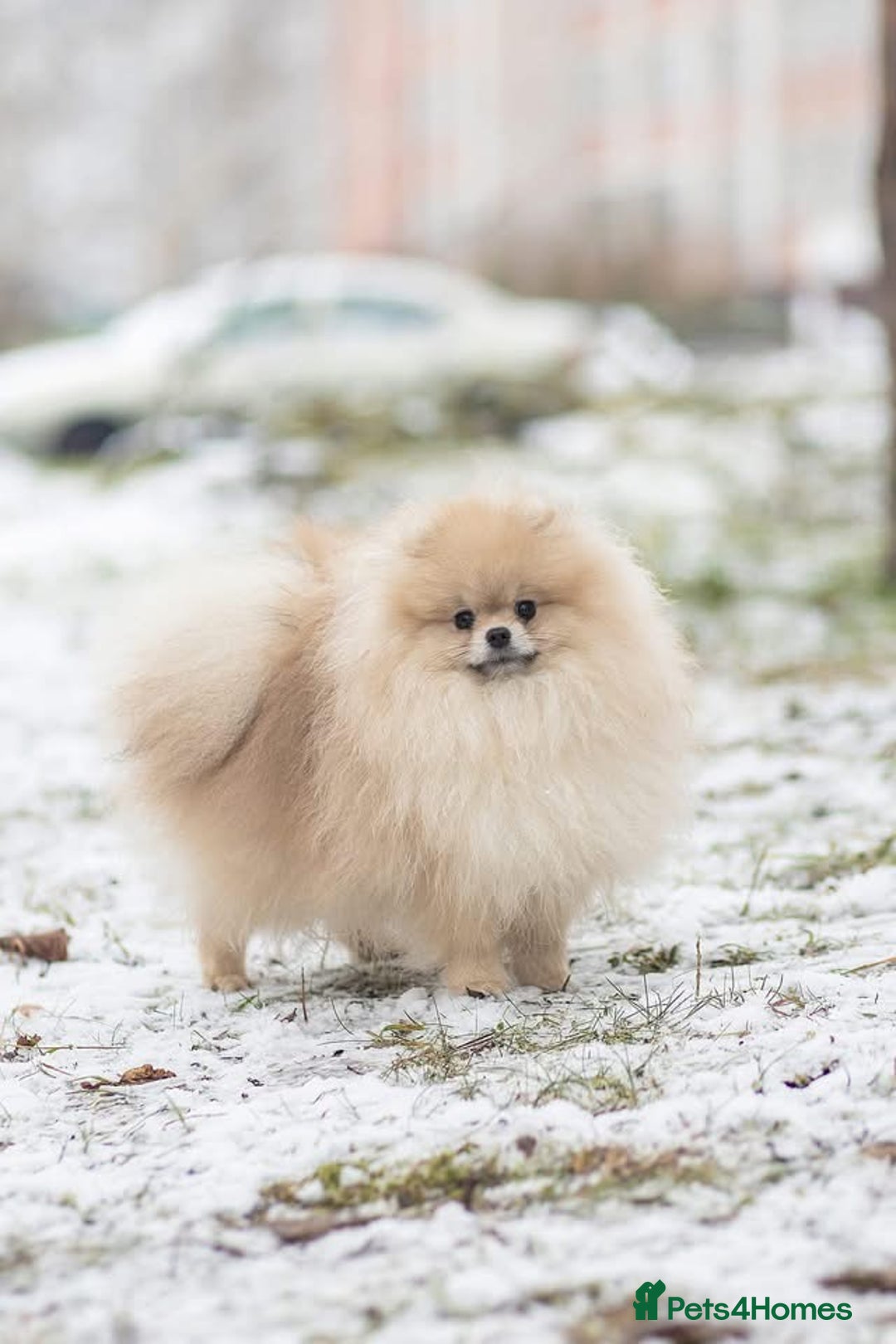 Pomeranian dogs for sale: XS Kc reg quality Pomeranian puppies  - Image 17