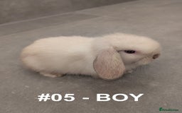 Mini Lop rabbits for sale: Exceptional Mini-Lops. Collect from: 25th October - Image 9