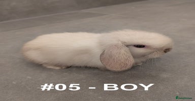 Mini Lop rabbits - Advert 12