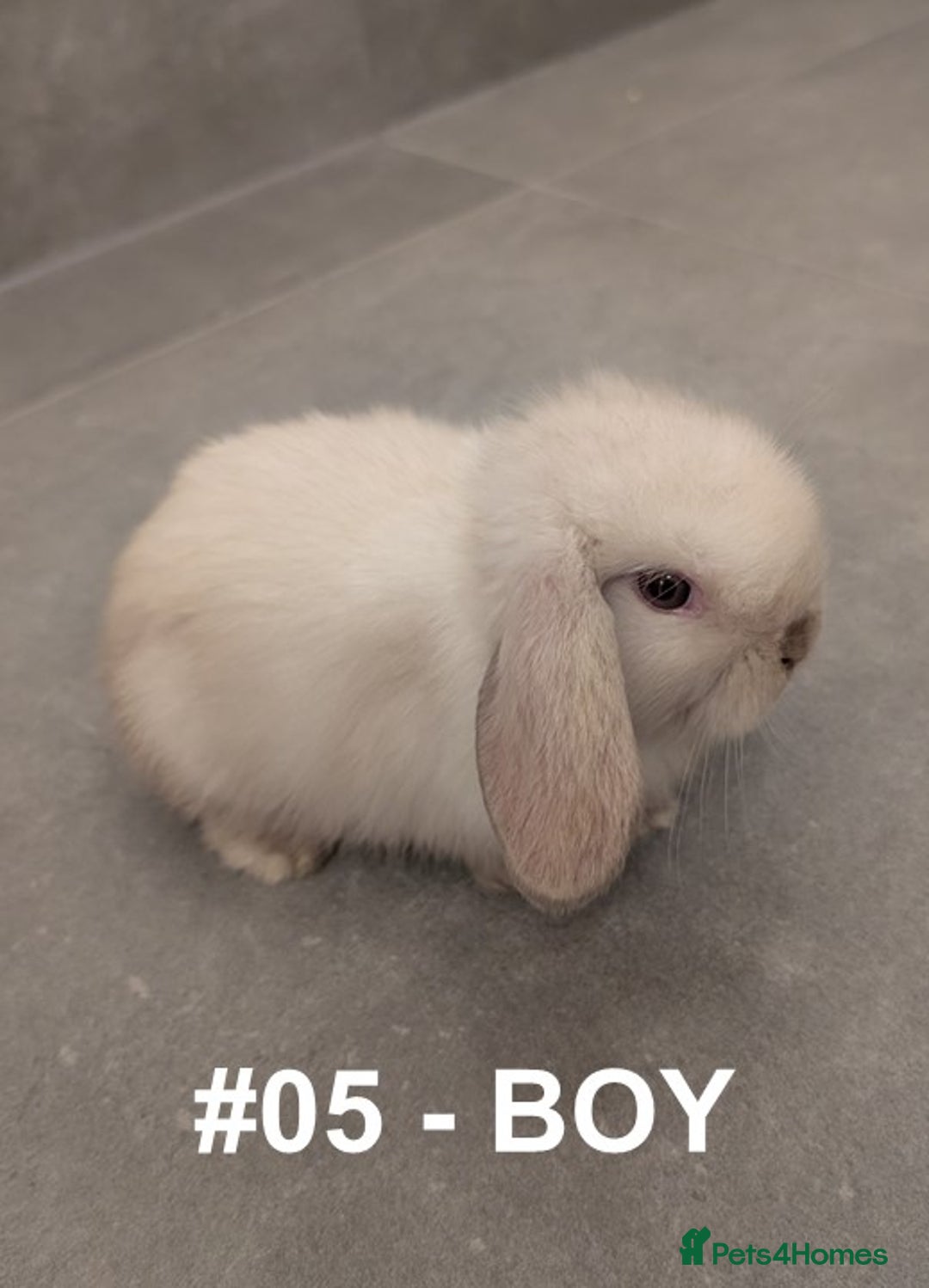 Mini Lop rabbits for sale: Exceptional Mini-Lops. Collect from: 25th October - Image 9