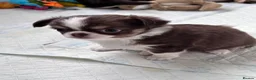 Chihuahua dogs for sale: chocolate tri long coat chihuahua puppies  - Advert 18