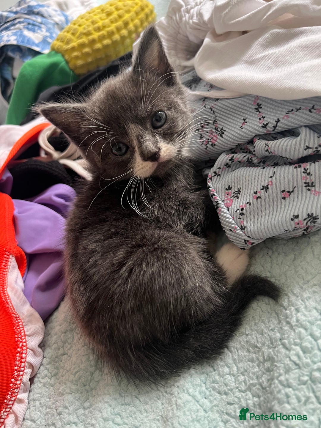 Domestic Shorthair cats for sale: Grey & white Kitten for sale - Advert 6