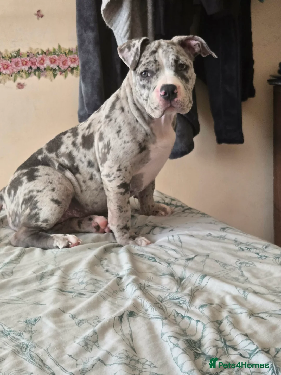 American Bully dogs for sale: Maya  - Advert 2