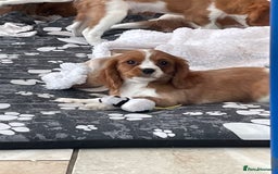 Cavalier King Charles Spaniel dogs for sale: Stunning girls and boys - Image 3