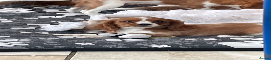 Cavalier King Charles Spaniel Puppy 3