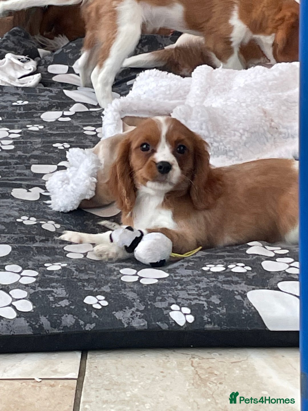 Cavalier King Charles Spaniel dogs for sale: Stunning girls and boys - Image 3