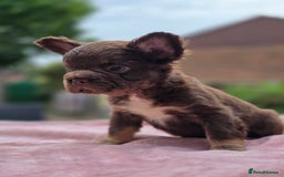 French Bulldog dogs for sale: Fluffy french bulldogs carrying Pink - Image 4