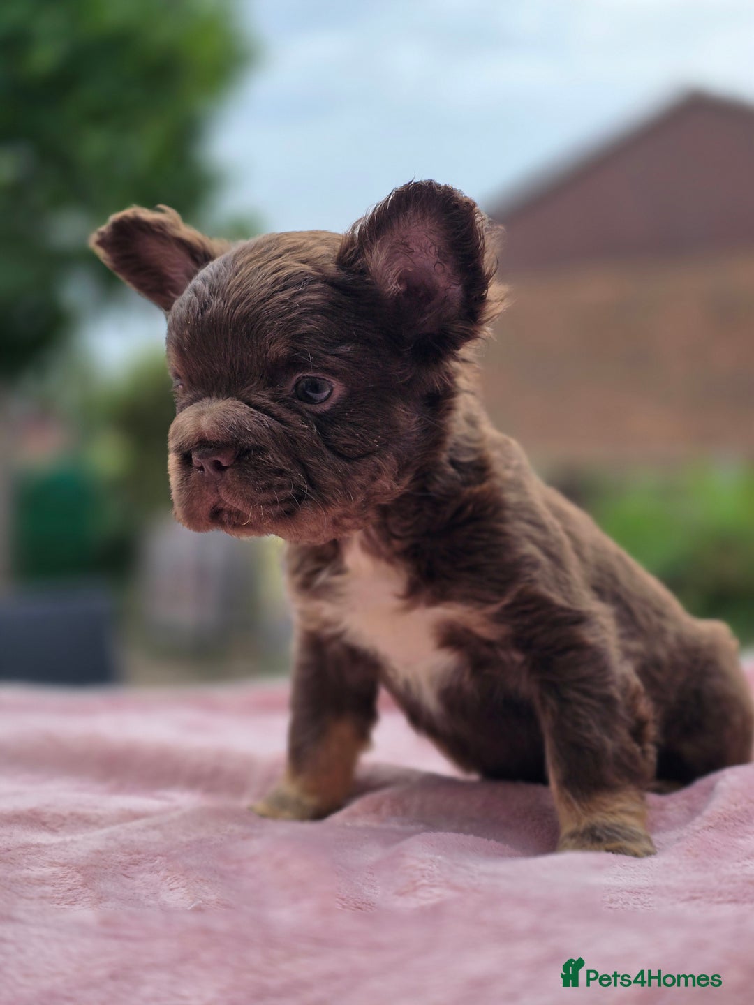 French Bulldog dogs for sale: Fluffy french bulldogs carrying Pink - Image 4