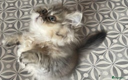 Persian cats for sale: Pedigree Registerd kitten - Image 8