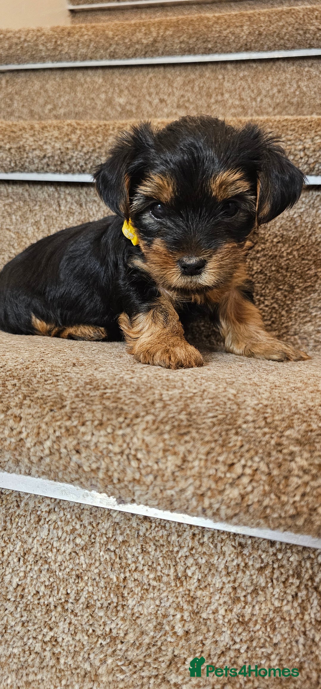 Yorkshire Terrier dogs for sale: Yorkshire Terrier puppies - Advert 27