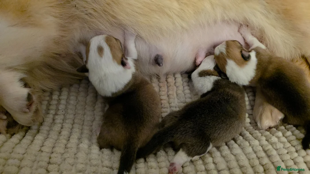 Welsh Corgi Pembroke dogs for sale: Corgi Puppies for Loving Homes – 1 Male, 2 Females - Advert 15