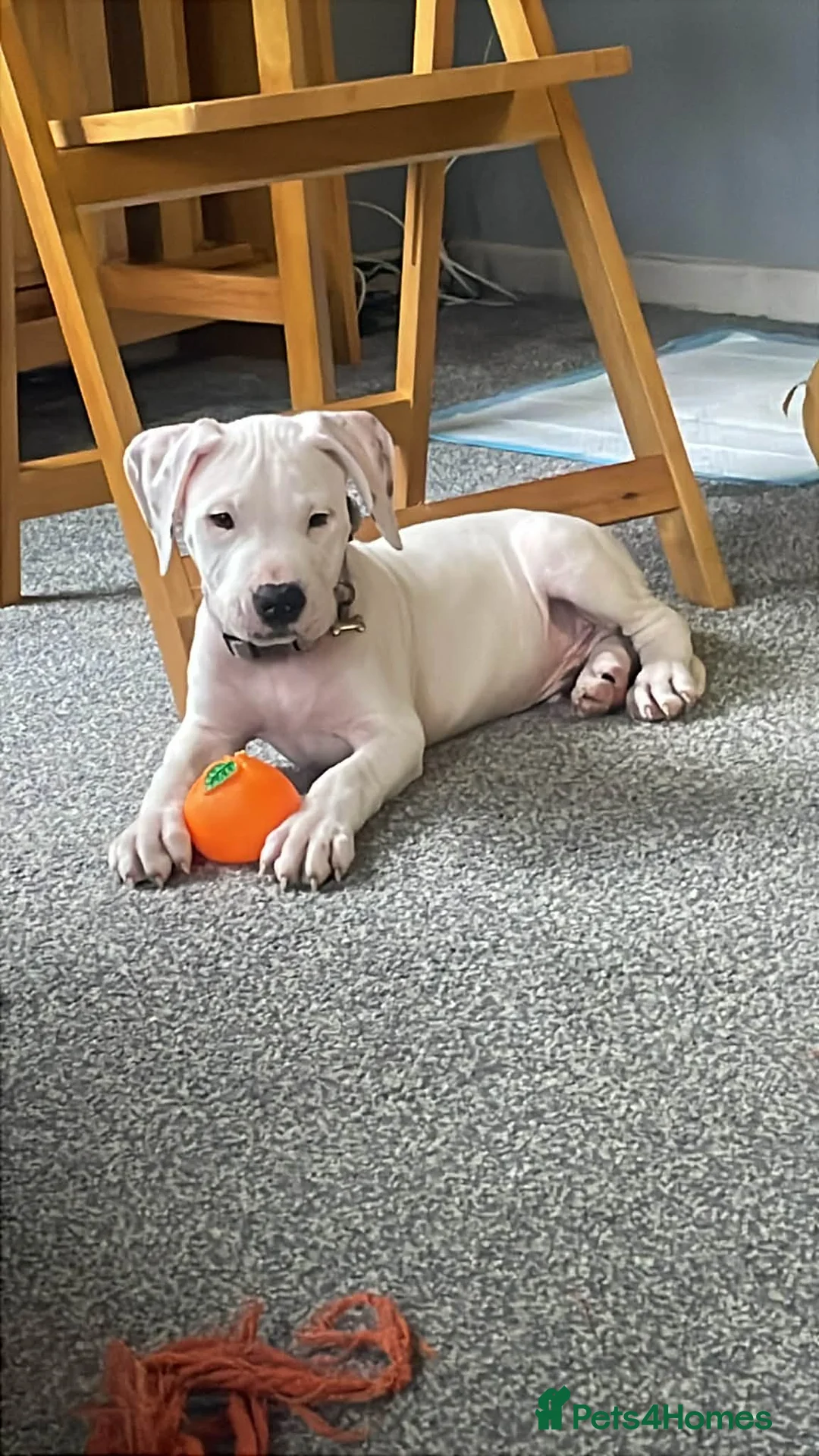 Mixed Breed dogs for sale: Puppy in Shoreham-by-Sea - Advert 1