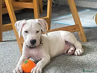 Mixed Breed dogs Puppy - Advert 4