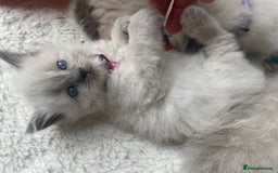 Ragdoll cats for sale: Gorgeous Ragdoll Kittens - Image 9