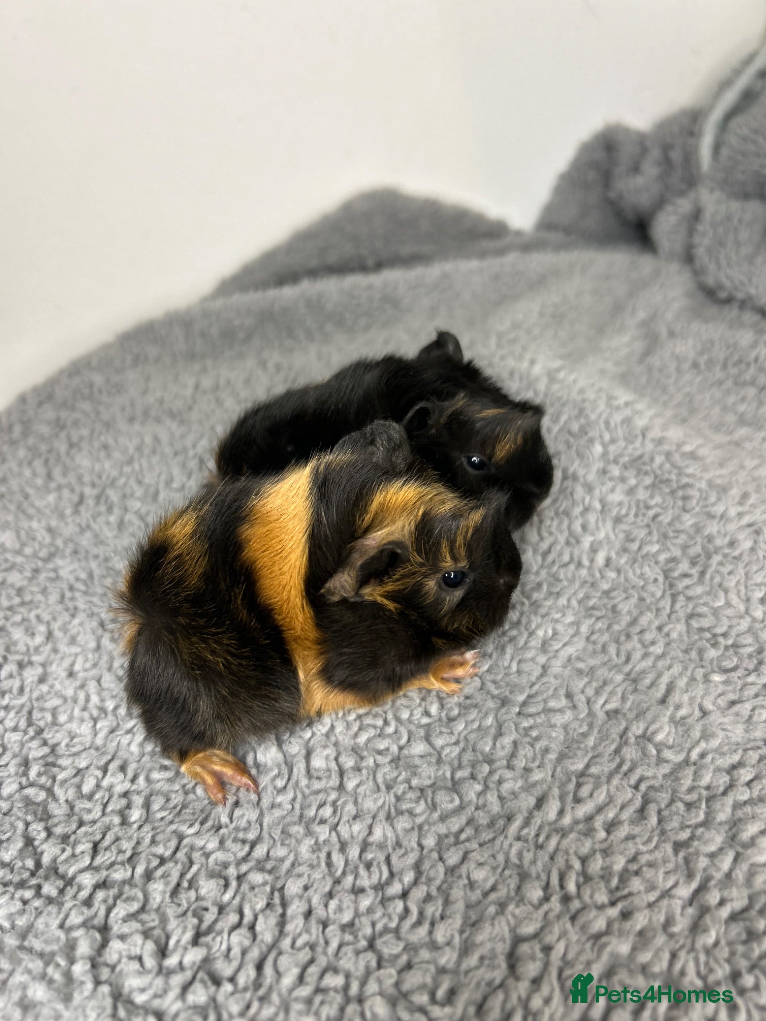 Guinea Pig rodents 2femalePure peruvian baby guineapigs arrived !  - Advert 19