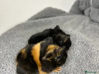 Guinea Pig rodents 2femalePure peruvian baby guineapigs arrived ! - Advert 19