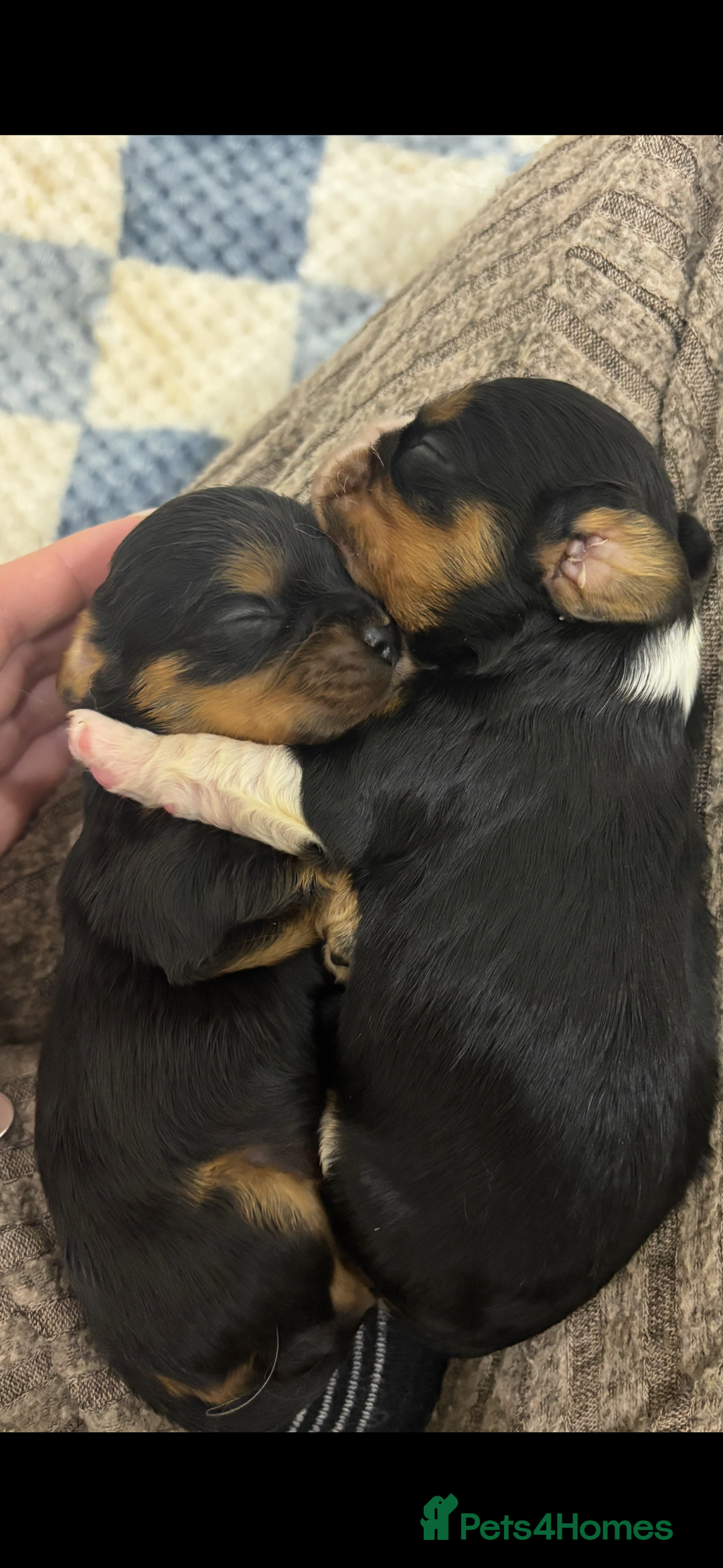 Cavalier King Charles Spaniel dogs for sale: Two beautiful kc boys  - Advert 24