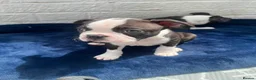 Boston Terrier dogs for sale: Brindle Boston terrier KC puppies  - Advert 10