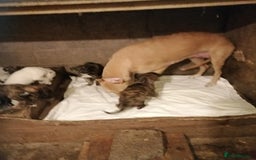 Mixed Breed dogs for sale: Lurcher. Pups - Image 1