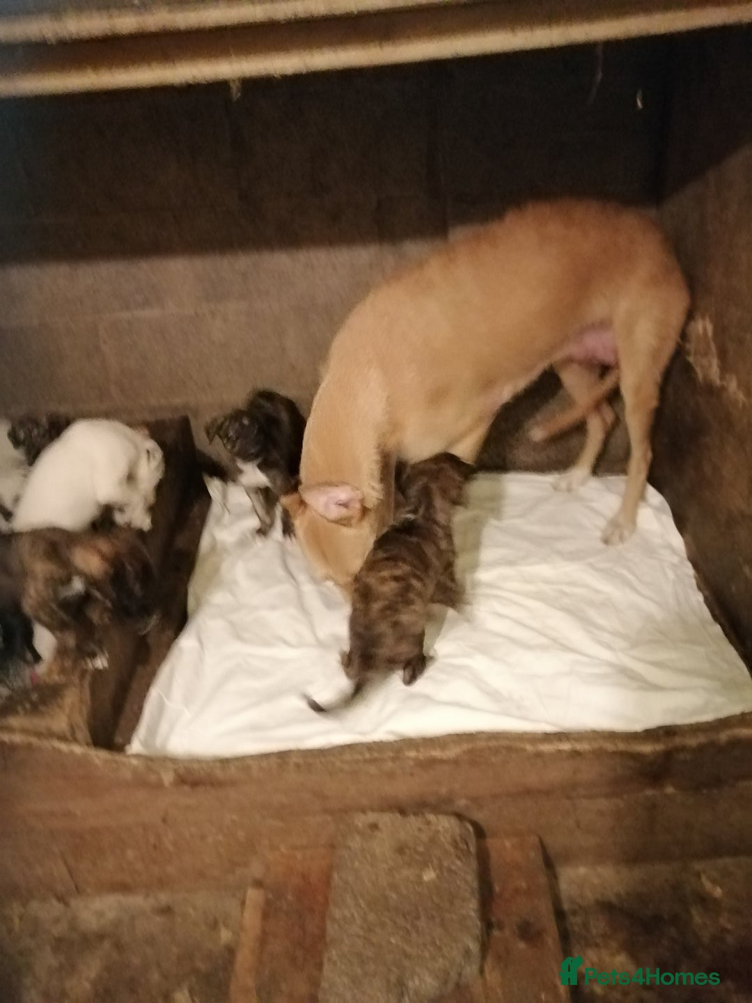 Mixed Breed dogs for sale: Lurcher. Pups - Image 1