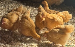 Chickens poultry for sale: Buff Orpington Trios - Image 4