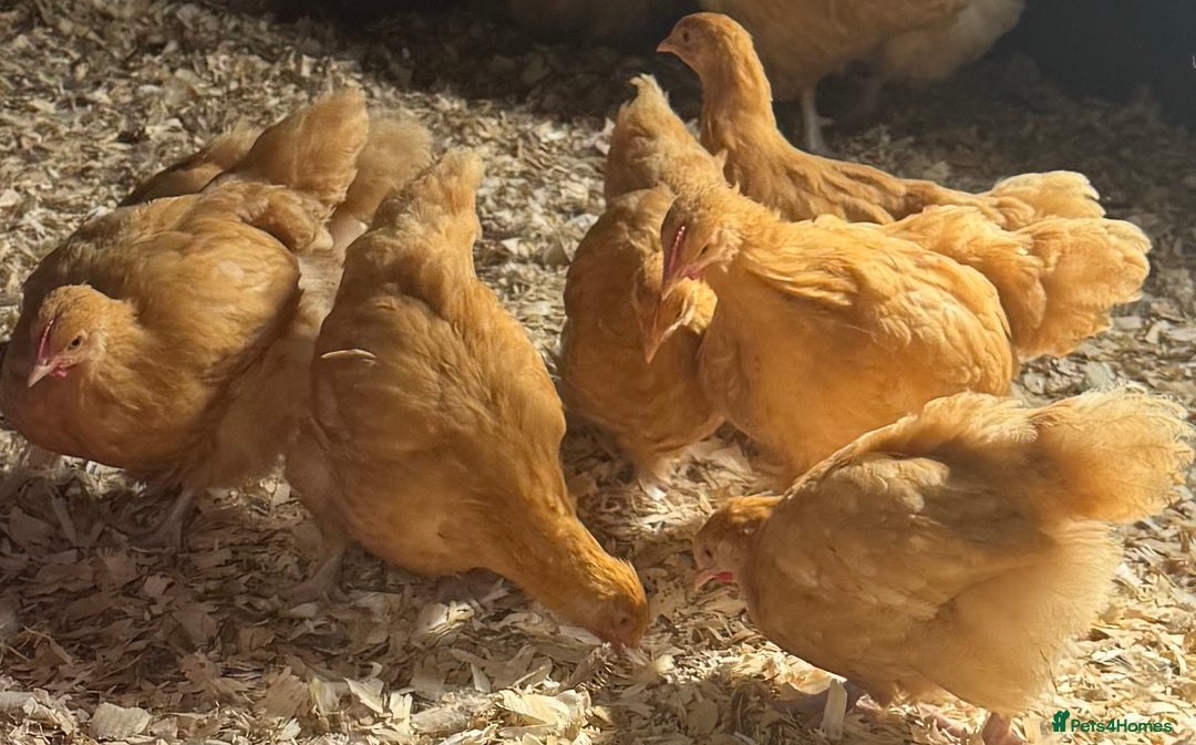 Chickens poultry for sale: Buff Orpington Trios - Image 4