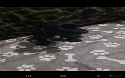 Sprocker dogs for sale: 3 Beautiful Female Sprocker puppies - Image 4