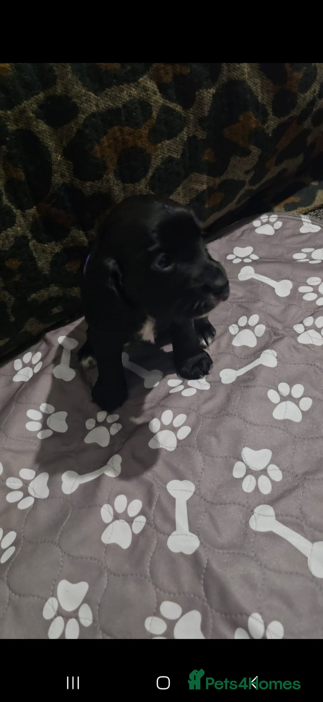 Sprocker dogs for sale: 3 Beautiful Female Sprocker puppies - Image 4